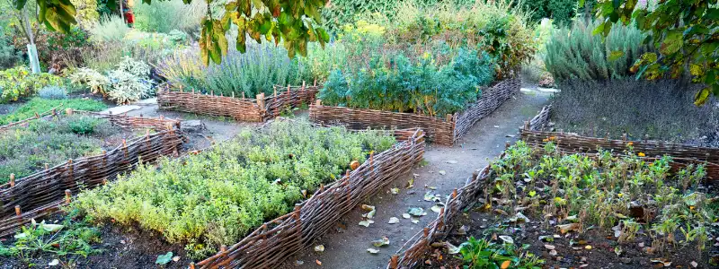 a nice vegetable garden