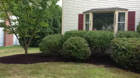 Small Bush and Shrub Trimming Cost