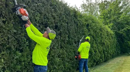Large Hedge Trimming