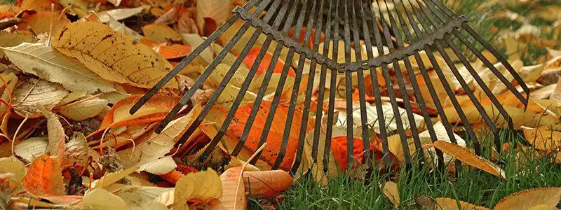 cleaning up leaves in the fall