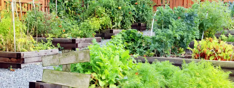 building a vegetable garden tips