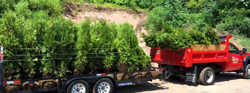 planting new hedges