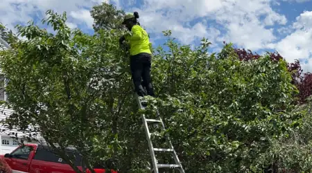 Tree Trimming Cost