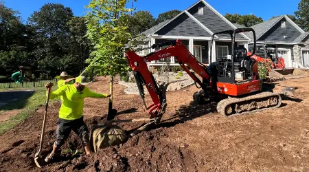 Planting New Trees