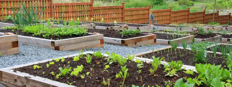creating a vegetable garden