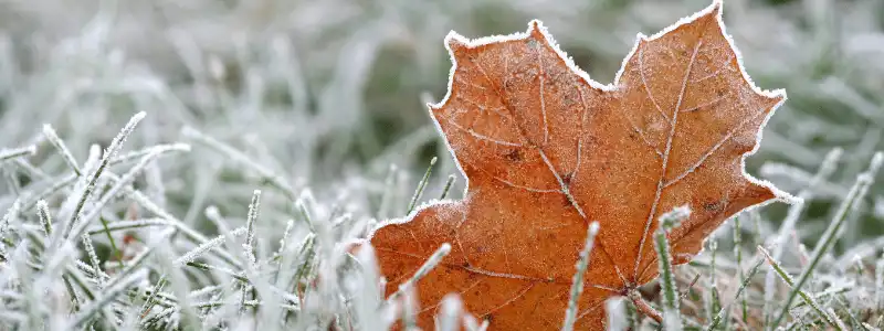 winter lawn care