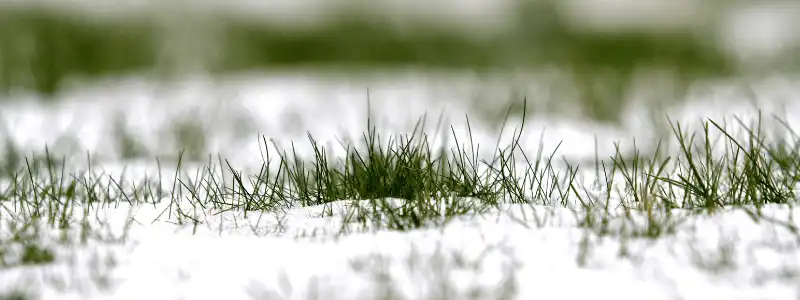 winter damage to your lawn