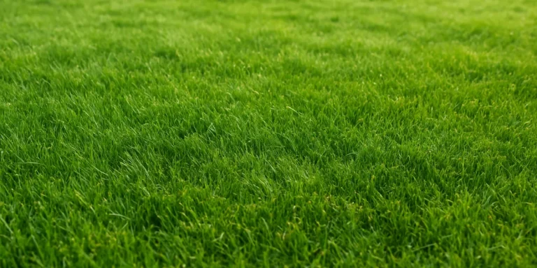 when to mow new lawn